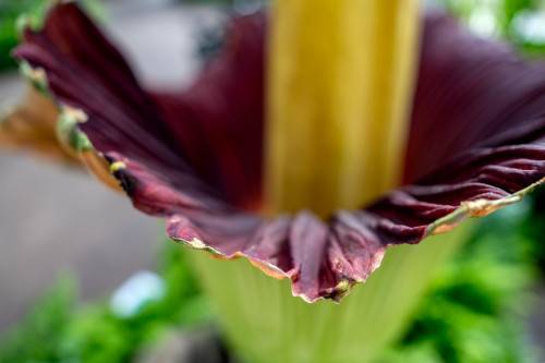 Part of the GVSU corpse flower (Amorphophallus titanum) named "The Beast" at Frederik Meijer Gardens & Sculpture Park in Grand Rapids on Tuesday, June 18, 2024.